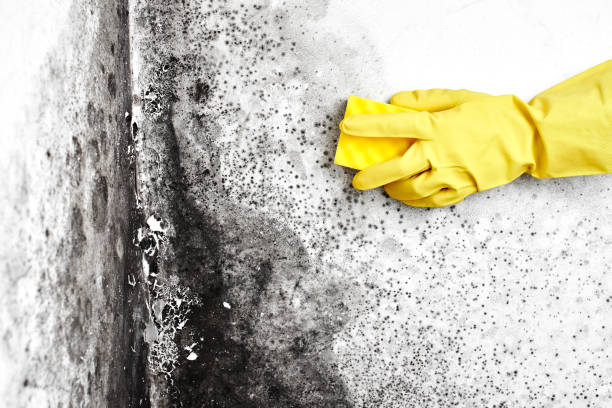 Best Black Mold Remediation in Mount Union, PA