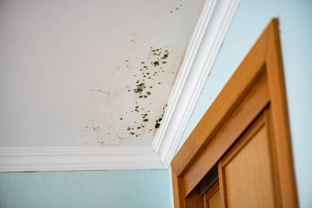 Best Attic Mold Remediation in Mount Union, PA